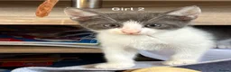 Mixed Breed cats for sale: Little kittens  - Advert 8