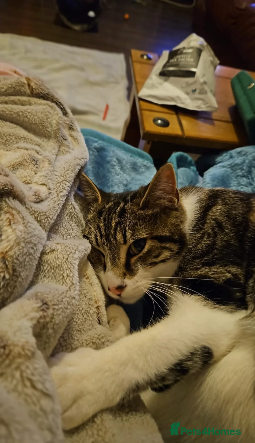 Mixed Breed cats for sale: People loving female cat for rehoming  - Advert 4