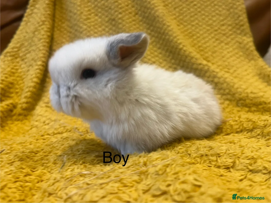 Mini Lop rabbits for sale: Mini lops  and mini double maned lionheads  - Advert 20