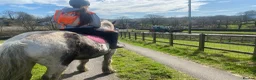 Irish Cob horses for sale: FOR LOAN 15.1 heavy cob gelding - Advert 3