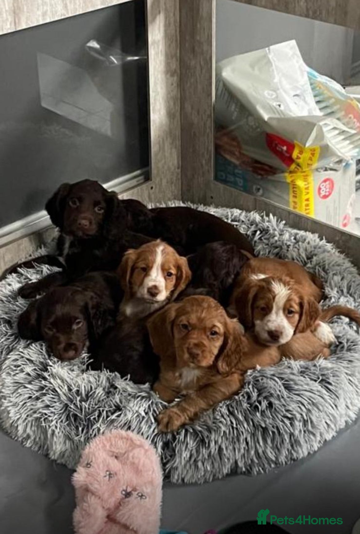 Cocker Spaniel dogs Cocker spaniel puppies  - Advert 2