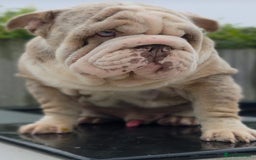 English Bulldog dogs for sale: Stunning English bulldog puppies  - Advert 3