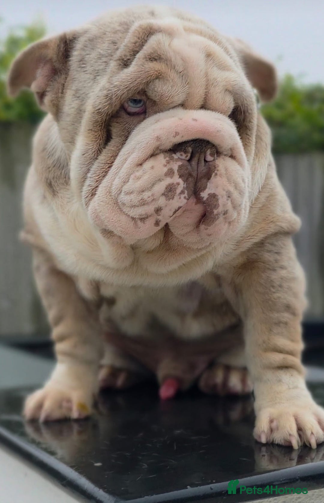 English Bulldog dogs for sale: Stunning English bulldog puppies  - Advert 3