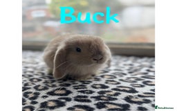 Mini Lop rabbits for sale: Pure breed mini lops male and female  - Image 4