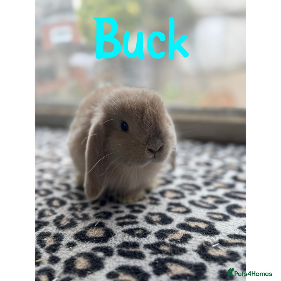 Mini Lop rabbits for sale: Pure breed mini lops male and female  - Image 4