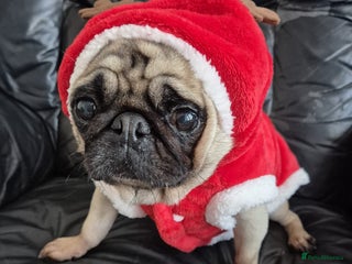 Pug dogs - Advert 13