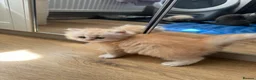 British Longhair cats for sale: Beautiful British Longhair Boys! - Advert 10