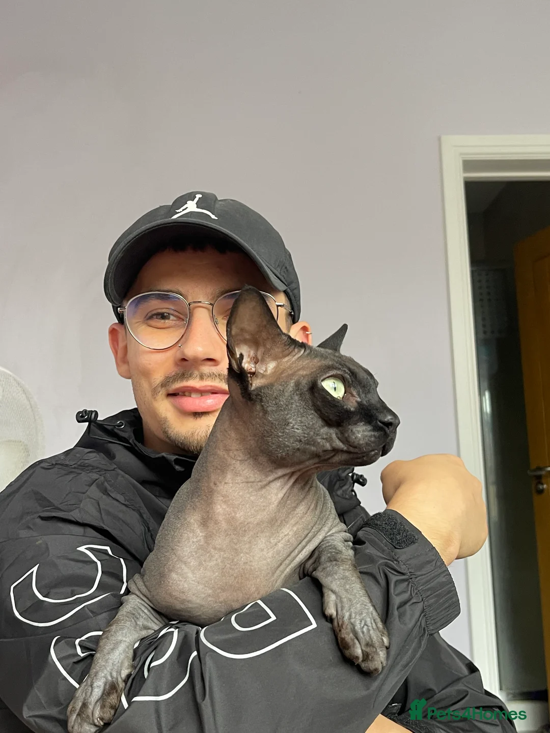 Sphynx cats for stud: Young male sphynx cat for stud in Milton Keynes - Advert 2