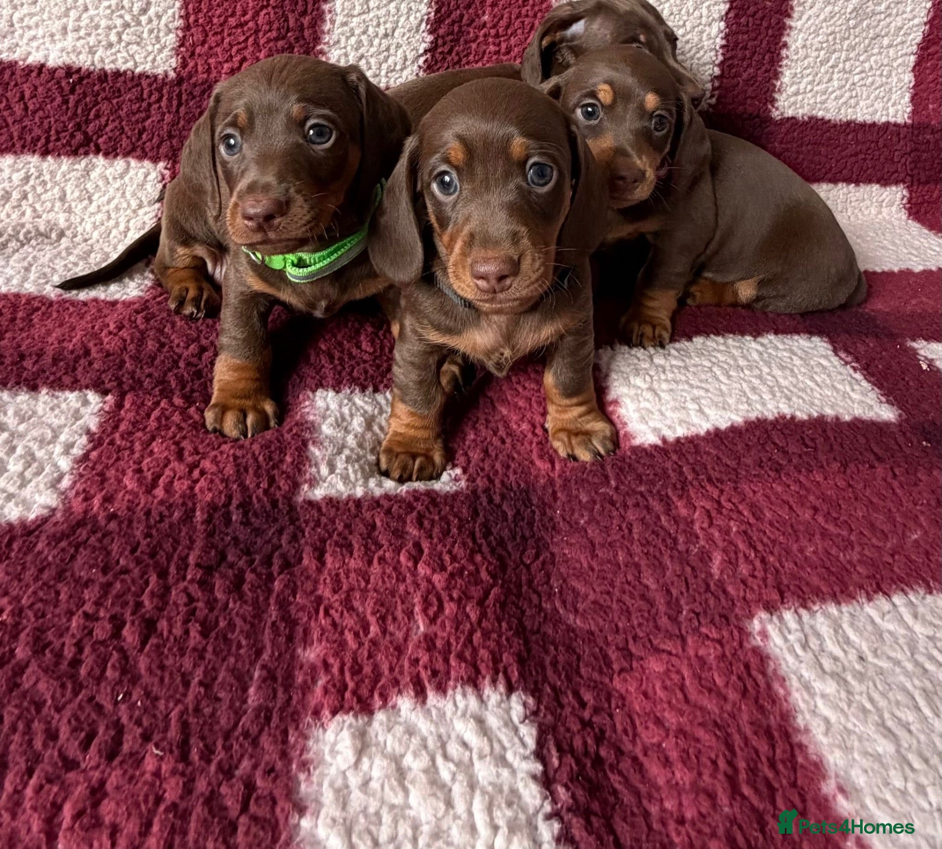 Miniature Dachshund dogs Miniature dachshund puppies - Advert 7