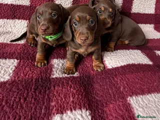 Miniature Dachshund dogs Miniature dachshund puppies *READY TO LEAVE* - Advert 3