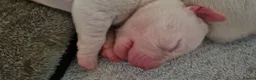Staffordshire Bull Terrier dogs for sale: Beautiful Long-legged Staffy Puppies  in Dartford - Advert 20