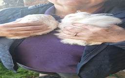 Guinea Pig rodents for sale: Beautiful baby Guinea pigs - Advert 2