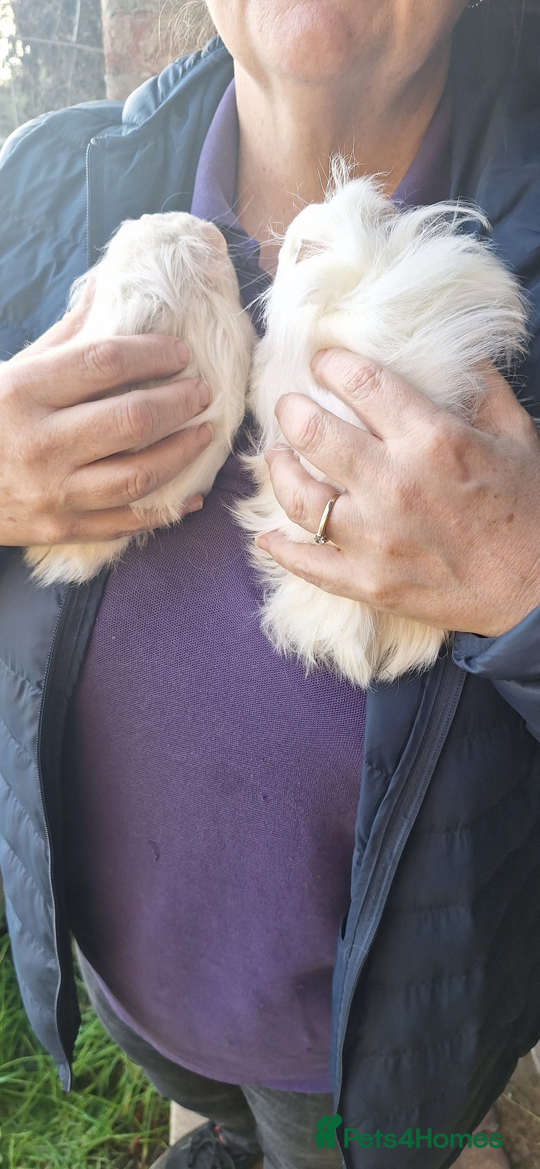 Guinea Pig rodents for sale: Beautiful baby Guinea pigs - Advert 2