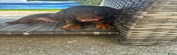 Miniature Dachshund dogs for sale: Gorgeous KC reg miniature dachshund puppies  - Advert 11