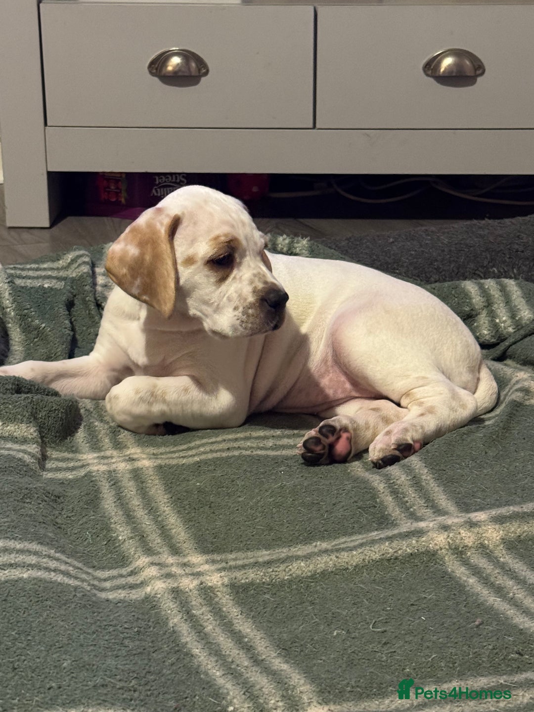 Pointer dogs for sale: Beautiful litter of Top Quality Pointer Puppies - Advert 9