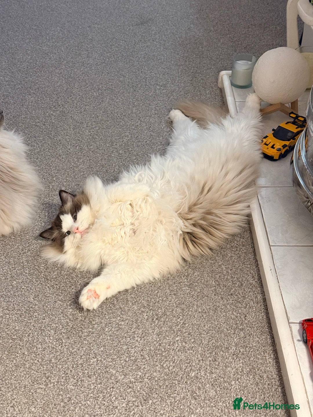 Ragdoll cats for sale: 10 Month Female GCCF Ragdoll Seeking Forever Home - Advert 5