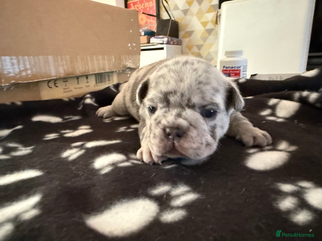 French Bulldog dogs for sale: Adorable French Bulldog Puppies for Sale 🐾 - Image 11