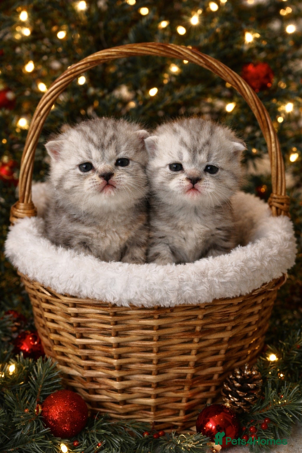 Scottish Fold cats BEAUTIFUL QUALITY SCOTTISH FOLD & STRAIGHT ❤️ - Advert 18