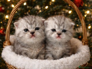 Scottish Fold cats BEAUTIFUL QUALITY SCOTTISH FOLD & STRAIGHT ❤️ - Advert 18