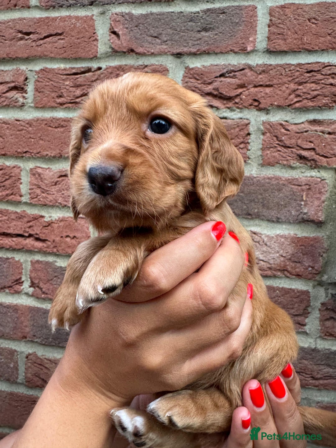 Cocker Spaniel dogs for sale: Health Tested Clear Cocker Spaniel Puppies  - Image 28