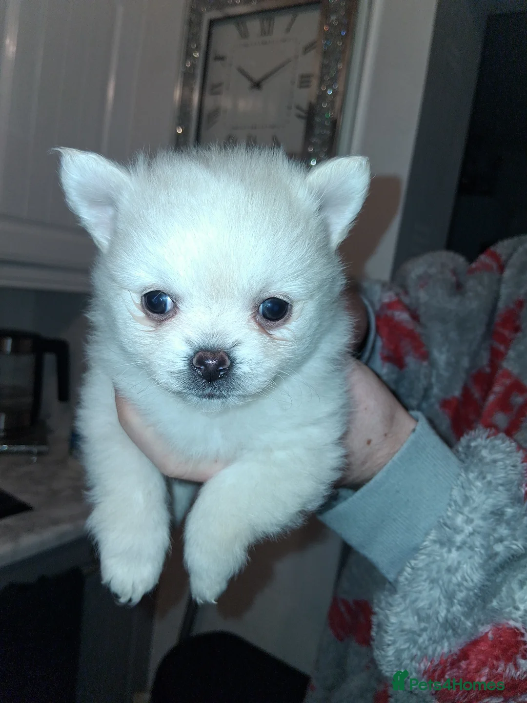 Pomeranian dogs for sale: 💖RARE PURE WHITE POMMERAINIAN💝 - Advert 9