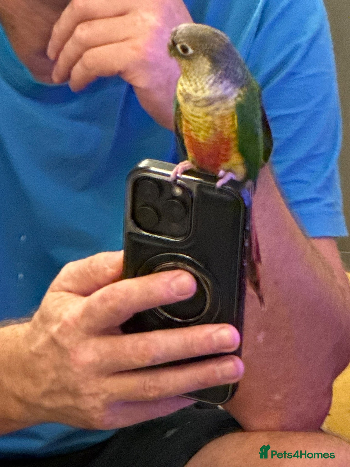 Conures birds for sale: 2 Tamed baby conures for sale  - Advert 1