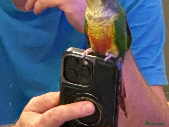 Conures birds for sale: 2 Tamed baby conures for sale - Advert 1
