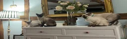 Siamese cats for sale: Pedigree, top quality kittens  - Advert 3