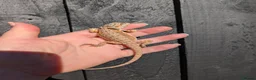 Bearded Dragon reptiles for sale: Baby bearded dragons - Advert 4