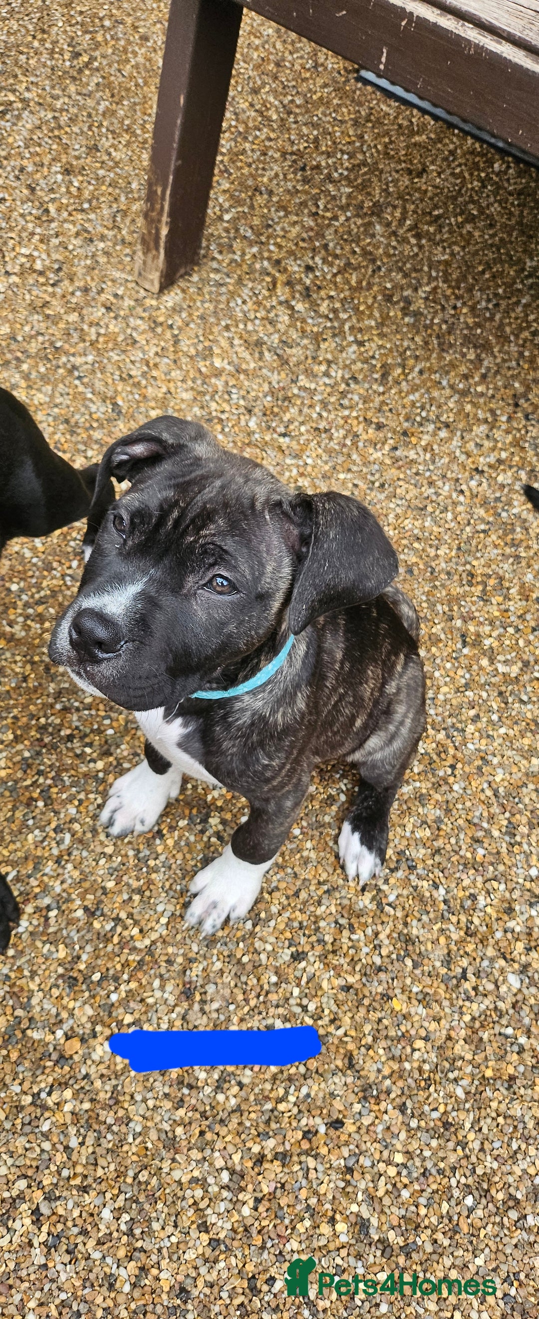 Cane Corso dogs for sale:  Cane corso puppies in Sheffield - Image 18