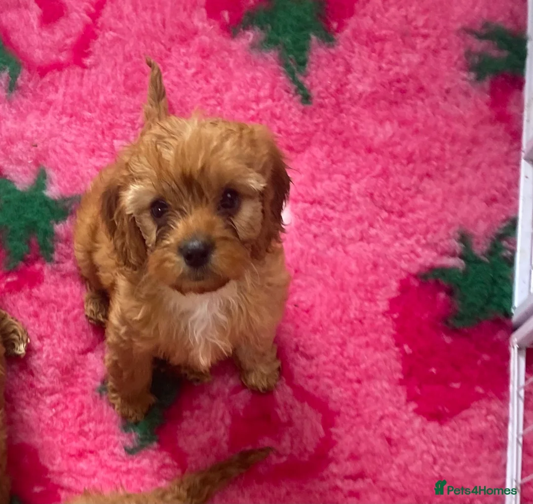 Cavapoo dogs for sale: F1 Fox red cavapoo  girls available 🐶 - Advert 1