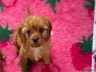 Cavapoo dogs F1 Fox red cavapoo girls available 🐶 - Advert 1
