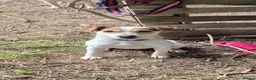 Jack Russell dogs for sale: Jack russel female - Advert 3