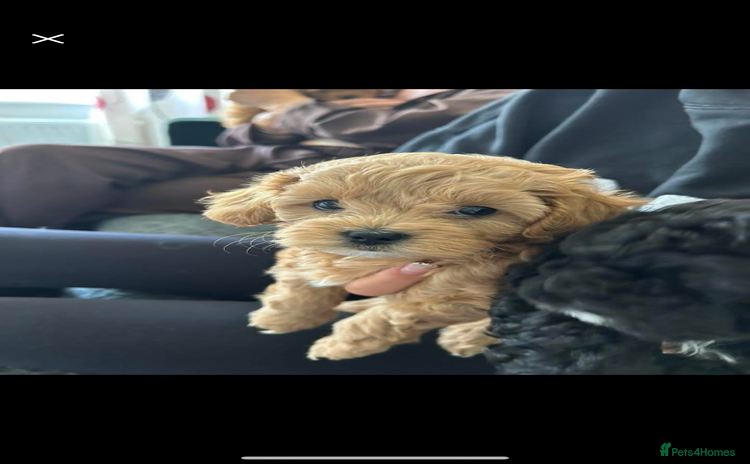 Shihpoo dogs in Glasgow - Advert 9