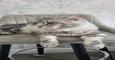 Maine Coon cats in Royston - Advert 7