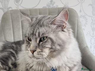 Maine Coon cats 2 XL Proven Studs 1 of them is a Tica Champion in Royston - Advert 12