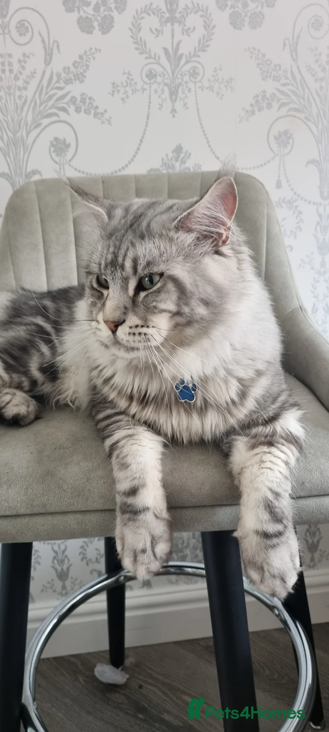 Maine Coon cats for stud: 2 XL Proven Studs 1 of them is a Tica Champion   in Royston - Advert 1