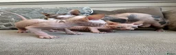 Sphynx cats for sale: Ready to leave now pink blue eyes Sphynx  - Advert 14