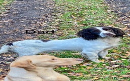 English Springer Spaniel dogs for sale: Working Bred Springer Spaniel Puppies For Sale.  - Image 28