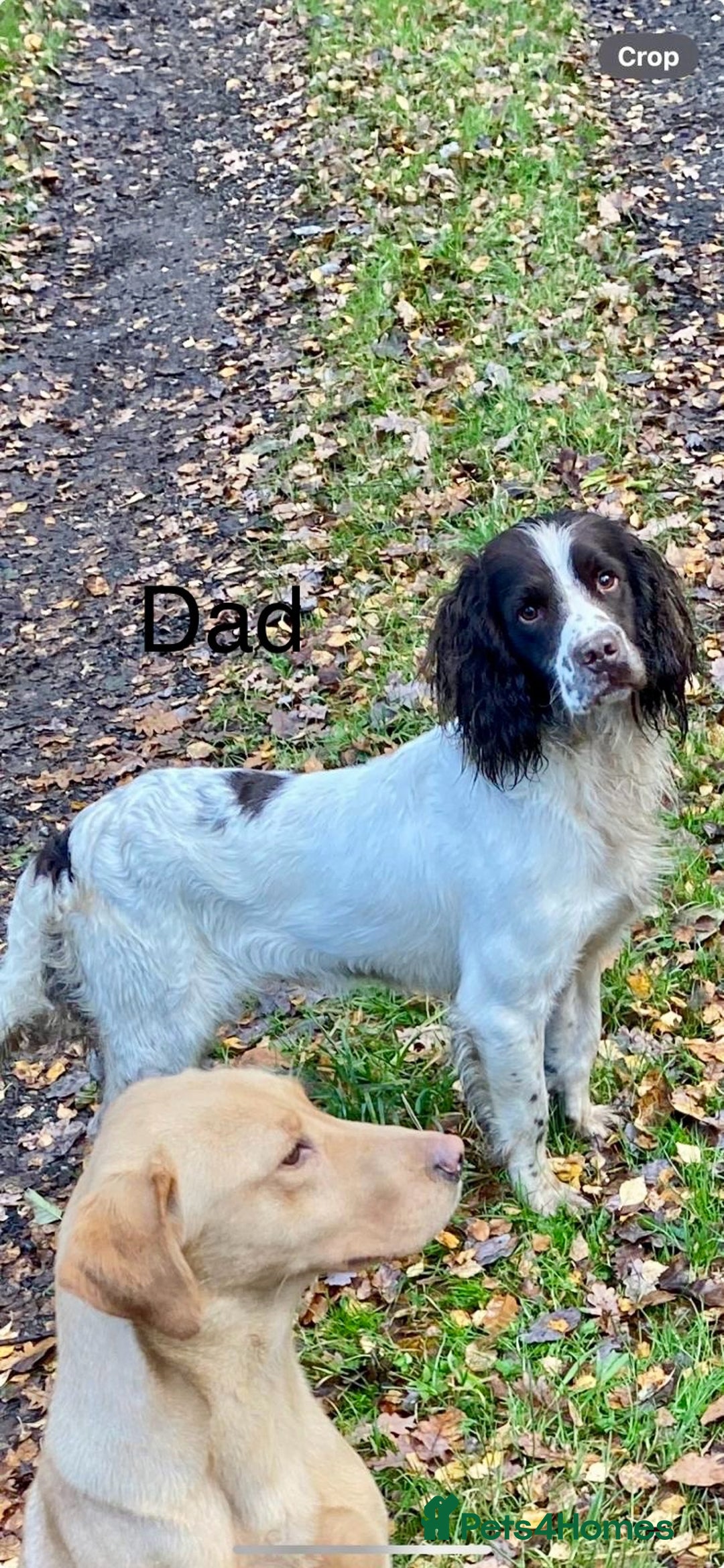 English Springer Spaniel dogs for sale: Working Bred Springer Spaniel Puppies For Sale.  - Image 28