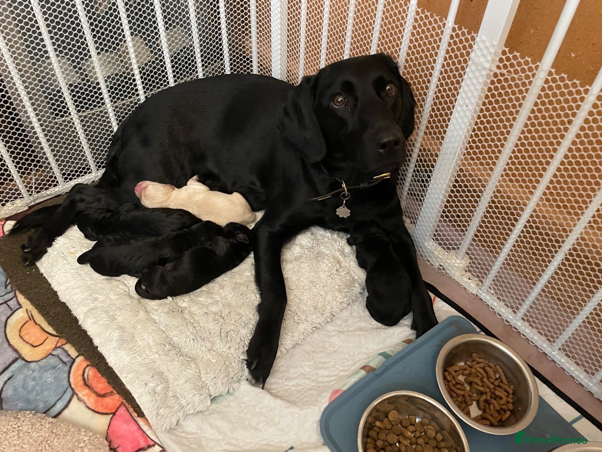 Mixed Breed dogs Cockerdor x Retriever chunky fluffy bundles of joy - Advert 1