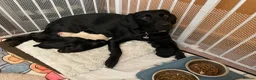 Mixed Breed dogs for sale: Cockerdor x Retriever chunky fluffy bundles of joy - Advert 1
