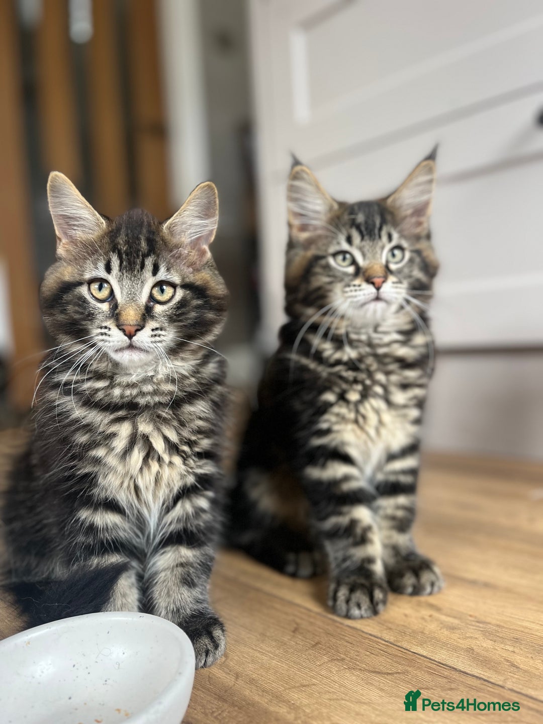 Maine Coon cats for sale: Maine Coon Boys for sale - Image 1