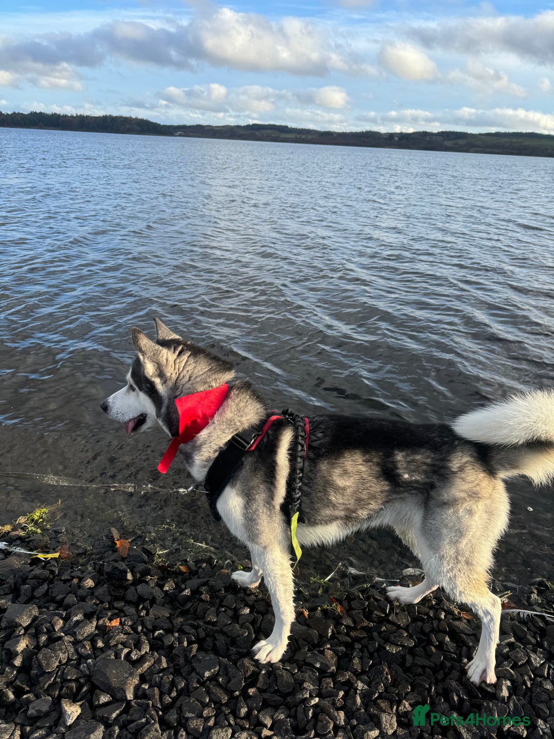 Siberian Husky dogs for stud: Siberian husky for stud  - Advert 3