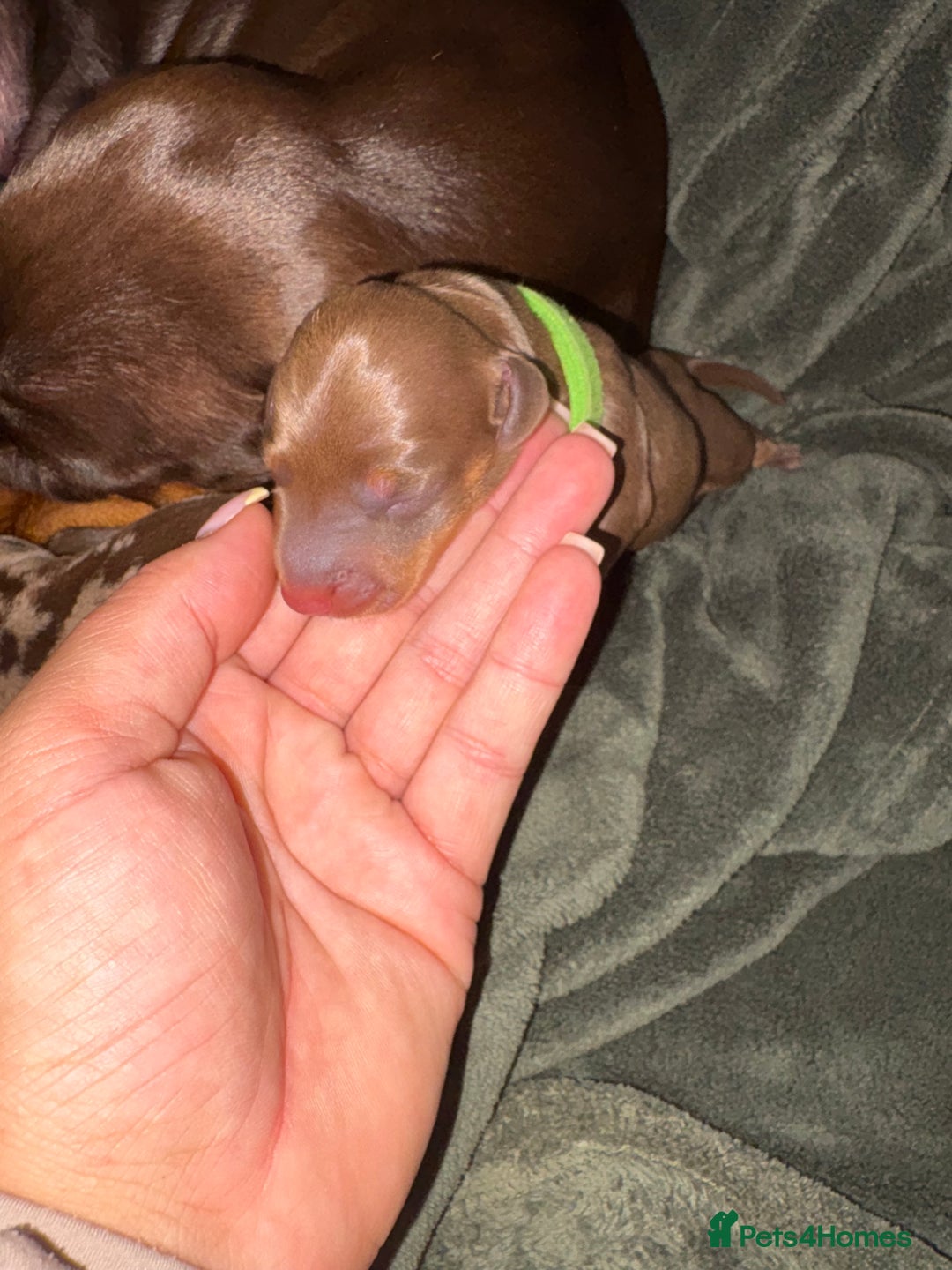 Miniature Dachshund dogs for sale: Miniature dachshund pups for sale 2 boys 1 girl  - Image 7