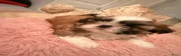 Shih Tzu dogs for sale: Shih tzu boys x 2 - Advert 4