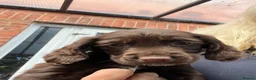 Cocker Spaniel dogs for sale: Beautiful cocker spaniel puppies  - Advert 7