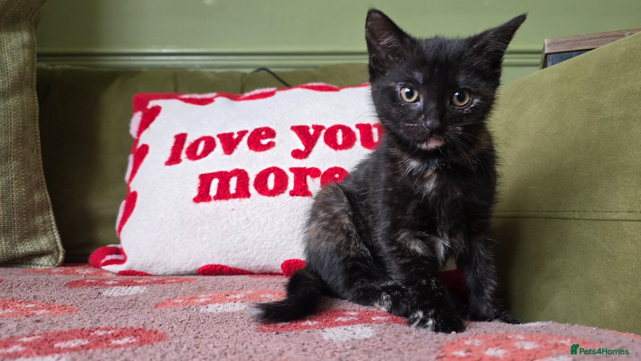 Mixed Breed cats Female Kitten Ready now - Advert 4