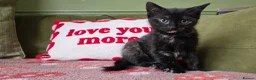 Mixed Breed cats for sale: Female Kitten Ready now - Advert 1