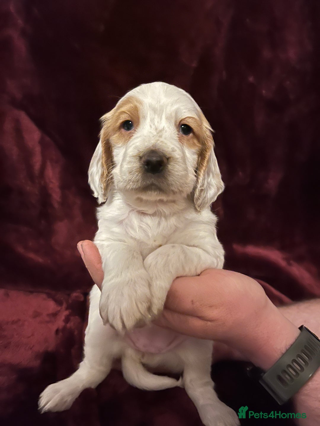 Sprocker dogs for sale: Beautiful Sprocker Spaniel Puppies  - Advert 5